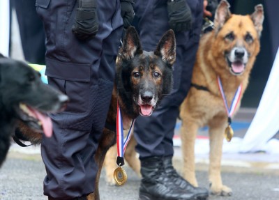警犬获颁奖章,以示感谢它们对警队的贡献。