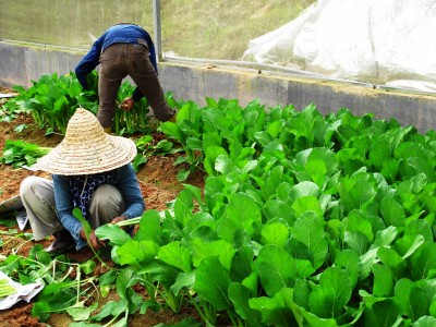 vege farm 03