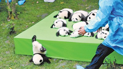 曼市认养的大熊猫,就是这个首次亮相,摔成2016世界最佳照片的小家伙,原名福顺,有个双胞胎妹妹福来。