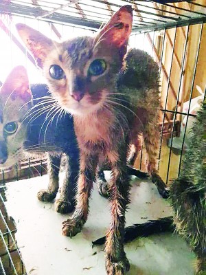 男子所饲养的猫各个营养不良，骨瘦如柴。笼子内也布满猫粪和跳蚤。