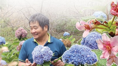 黄健宗长满茧的手，种出一棵棵漂亮的绣球花。