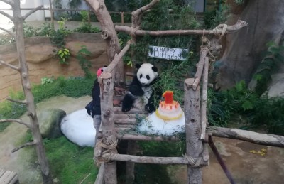 “暖暖妹妹”满1岁噜,国家动物园特精心准备冰蛋糕为它庆生。