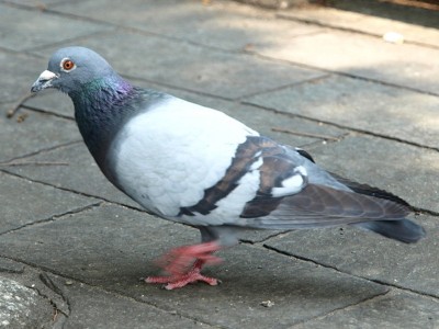 有民众因为受到一种由鸽子粪便散播的真菌感染。