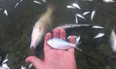 此次的鱼尸体型较小。