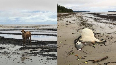 有牛只被冲落海滩。