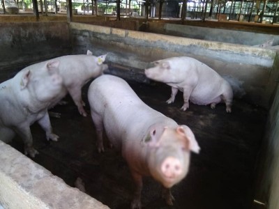 我国猪肉均属安全,没有非洲猪瘟病菌。