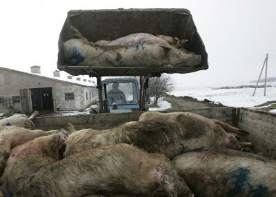 中国非洲猪瘟疫情严重。