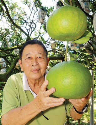 冼桃金：今年新年的打扪柚子清甜多汁。