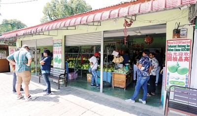 除了华裔喜欢选购柚子，不少巫裔同胞及外国游客也喜欢打扪柚子。