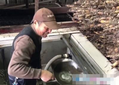 工人将沉淀池底的糖计舀出，装入油漆桶内。