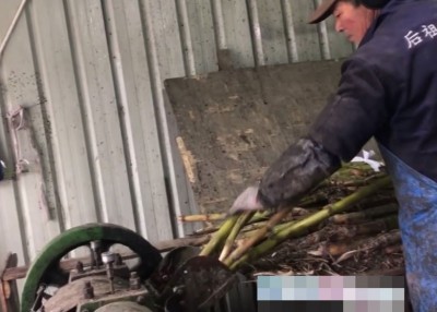 工人将未清理的糖蔗连泥带根放入机内榨汁。