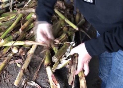 不少糖蔗已腐烂发紫。