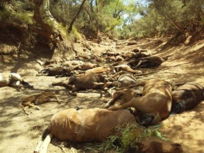 Dead brumbies feral horses at a dried up waterhole in the Northern Territory