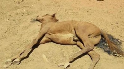 当局不得不对濒临死亡的动物实施安乐死。