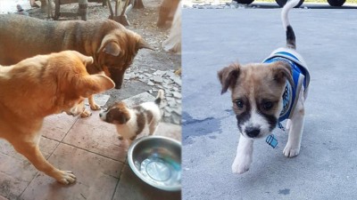 她最后收养了小狗。