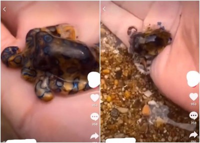 游客把章鱼放在手掌中把玩了一会，然后才让它爬回水中。