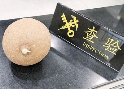 被截的炮弹果外壳坚硬，为一个球状物体。