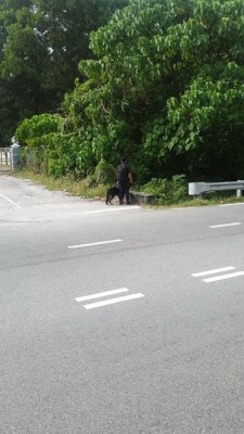 警方已派出警犬,以协助寻找失踪者 。