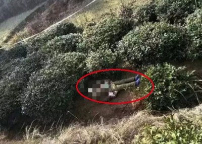 死者被埋尸茶园内。