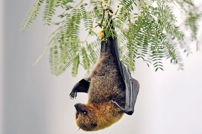 研究人员在云南的“食果类蝙蝠”身上发现新型的“丝状病毒”。