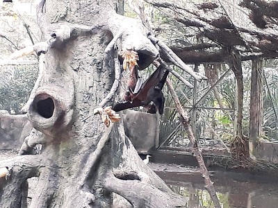 动物从被饲养在笼里，一直到今天可以移至更大及做好防范措施的笼外动物栏，是经过周详的计划。 