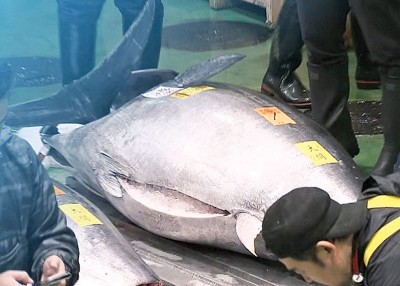 一条来自大间港的吞拿鱼以天价成交,打破历来最贵纪录。