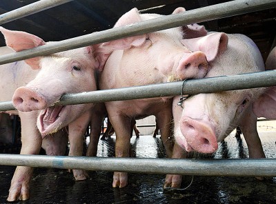 中国非洲猪瘟疫情蔓延至24个省市。