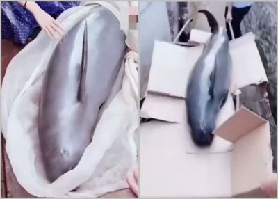 渔民捕获一只长约1.7米的江豚后，在市集公然叫卖。