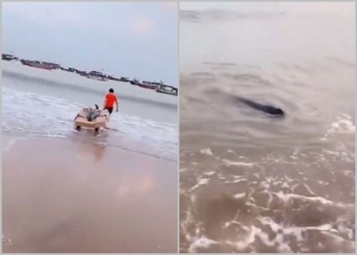 由于江豚尾巴受伤，被放生后一度遭海浪冲回沙滩。