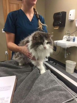 小猫终康复。