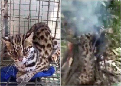 邓某在网上发布“火烧豹猫”短片，随即引起关注。