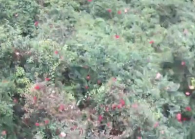 红包散布在树林和竹林上。