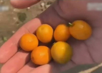 李男吃过柑橘后难以忘怀。