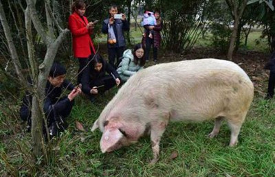 “猪坚强”每天吃饱饭后，就会自觉向外走。