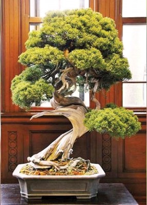 总值1300万日圆的“明星级”盆景。至今已有超过400年的历史。