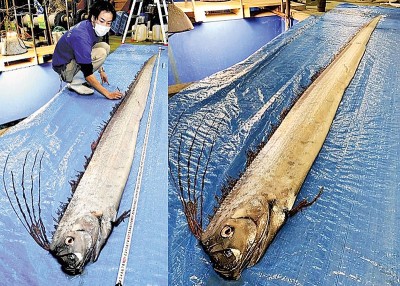 皇带鱼被送到水族馆。