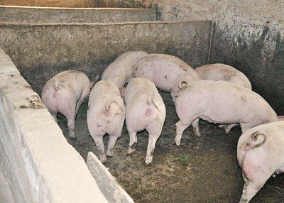 中国非洲猪瘟疫情蔓延势头已开始减缓。