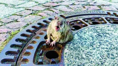 大肥鼠不小心卡在水沟盖，结果劳动7名消防员救援。