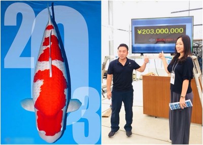 去年秋天，锦鲤之王“S传说”（左图）以2.03亿日圆（约730万令吉）天价拍出。
