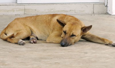 流浪狗数量一直有增无减，唯有为狗只进行结扎手术，才能避免一直繁殖小狗，逐渐减少流浪狗问题。