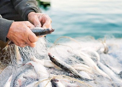 海洋温度上升导致全球鱼获下降。