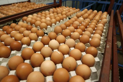 马来西亚鸡蛋的价格在本月涨了三次。