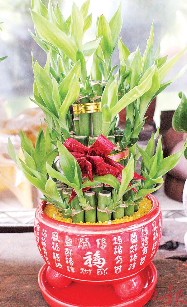 迎春花开 富贵吉祥猴子杯袋袋平安光华日报 1910年创刊创新每一天生活 迎春花开 富贵吉祥猴子杯袋袋平安光华日报 1910年创刊创新每一天生活