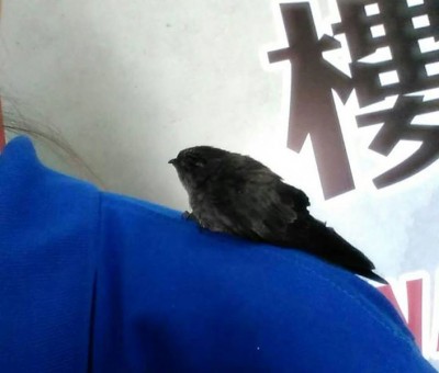 幸运的话,燕子可能会随时停靠你肩膀。