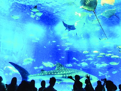 在冲绳美丽海水族馆，可看到冲绳迷人的海洋生物悠游在眼前，让人仿佛置身于深海。