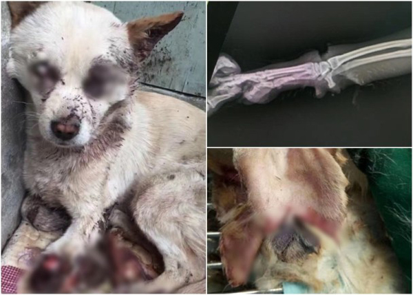 天津冷血男连虐6犬小狗惨遭斩脚剪眼皮光华日报 1910年创刊创新每一天生活