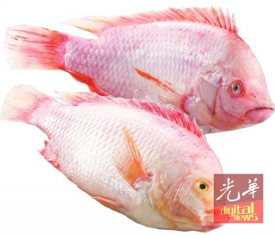 饲养金凤鱼被形容为有最高的市场经济效益。