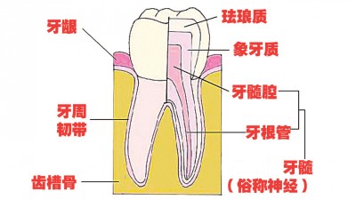 牙齿是由最外层的珐琅质、中层的象牙质及最内层牙髓腔这三层结构组成。