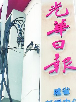 本报威省新闻中心前周一早上飞来一对南方鹊色犀鸟。