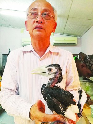 黄宏振博士出示该园所繁育的南方鹊色犀鸟宝宝。